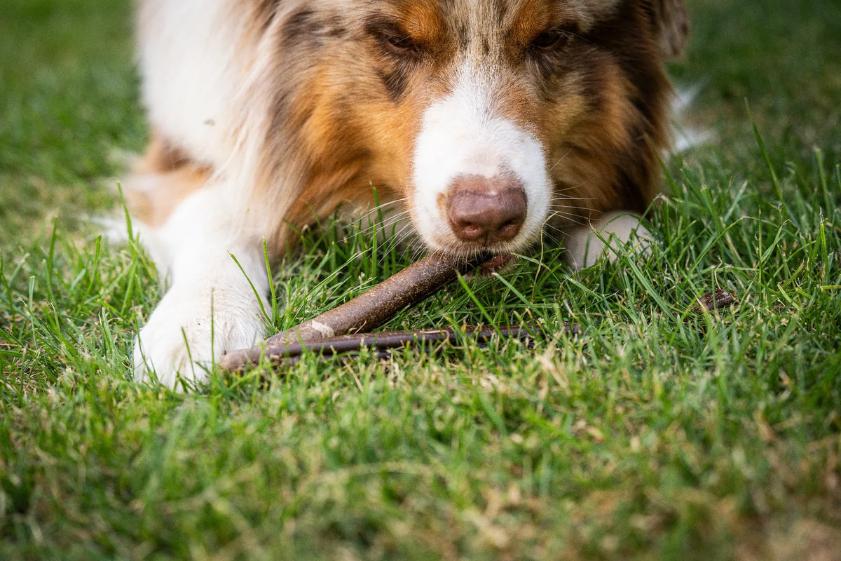 Auf dem Bild sieht man einem Hund im Gras liegen, wie er in Nahaufnahme genüsslich die Kauwurst in der Sorte Lamm kaut. 
