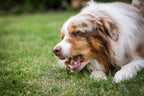Auf dem Bild sieht man einem Hund im Gras liegen, wie er in Nahaufnahme genüsslich die Kauwurst in der Sorte Lamm kaut. 