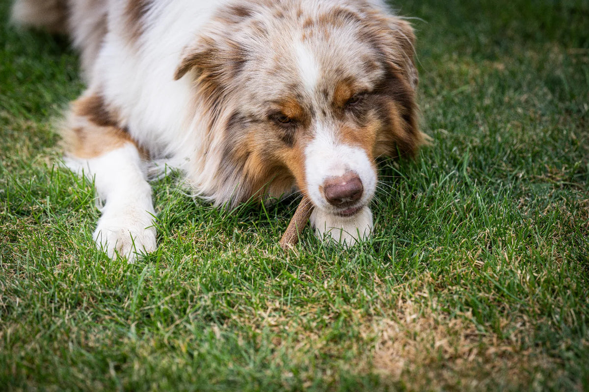 Auf dem Bild sieht man einen Hund im Gras liegen der die Kauwurst Ente von Royal Diamonds genüsslich frisst.