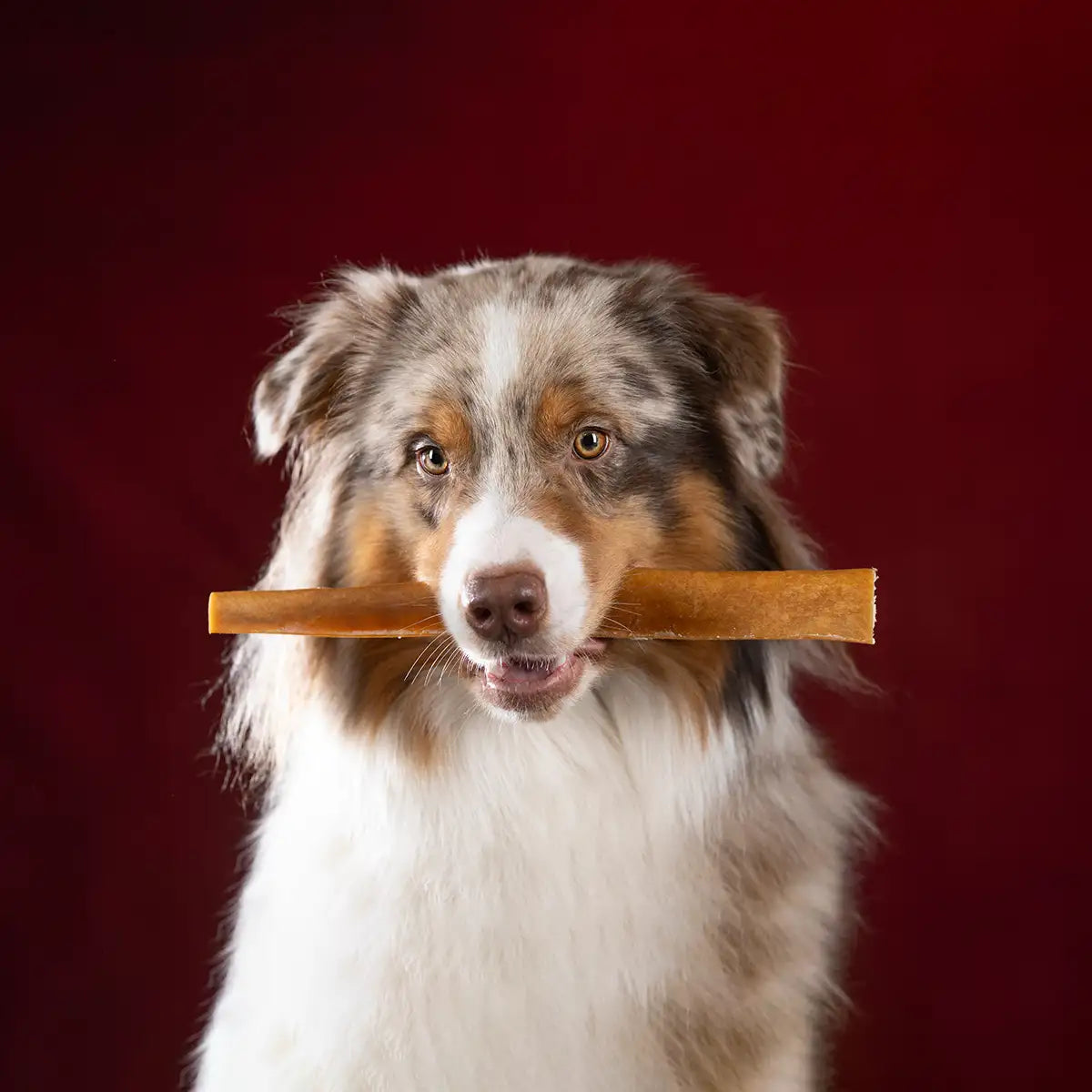 Hund hält die Kaustange im Fang und schaut in die Kamera. Der Hintergrund ist rötlich.