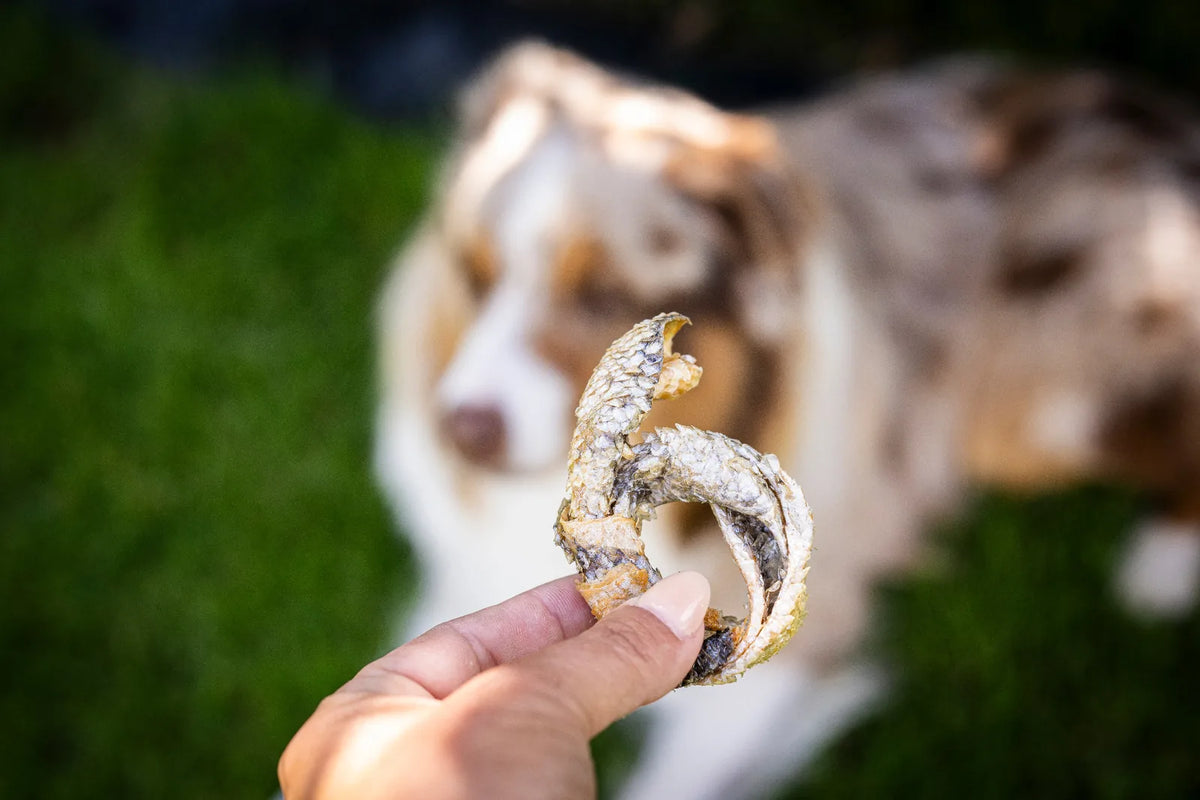 Lachshaut gedreht zum Donut in der Hand gehalten und der Hund liegt im Hintergrund. 