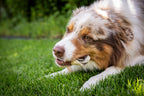 Hund liegt auf der Wiese und frisst gemütlich seinen Lachshaut-Donut. Er beißt genüsslich darauf.