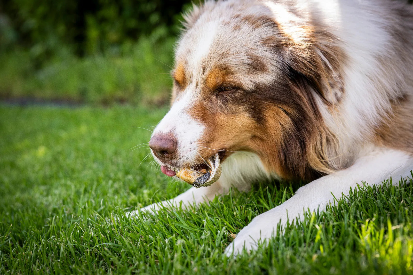 Hund liegt auf der Wiese und frisst gemütlich seinen Lachshaut-Donut. Dabei sieht man wie seine Zunge über den nack gleitet. 