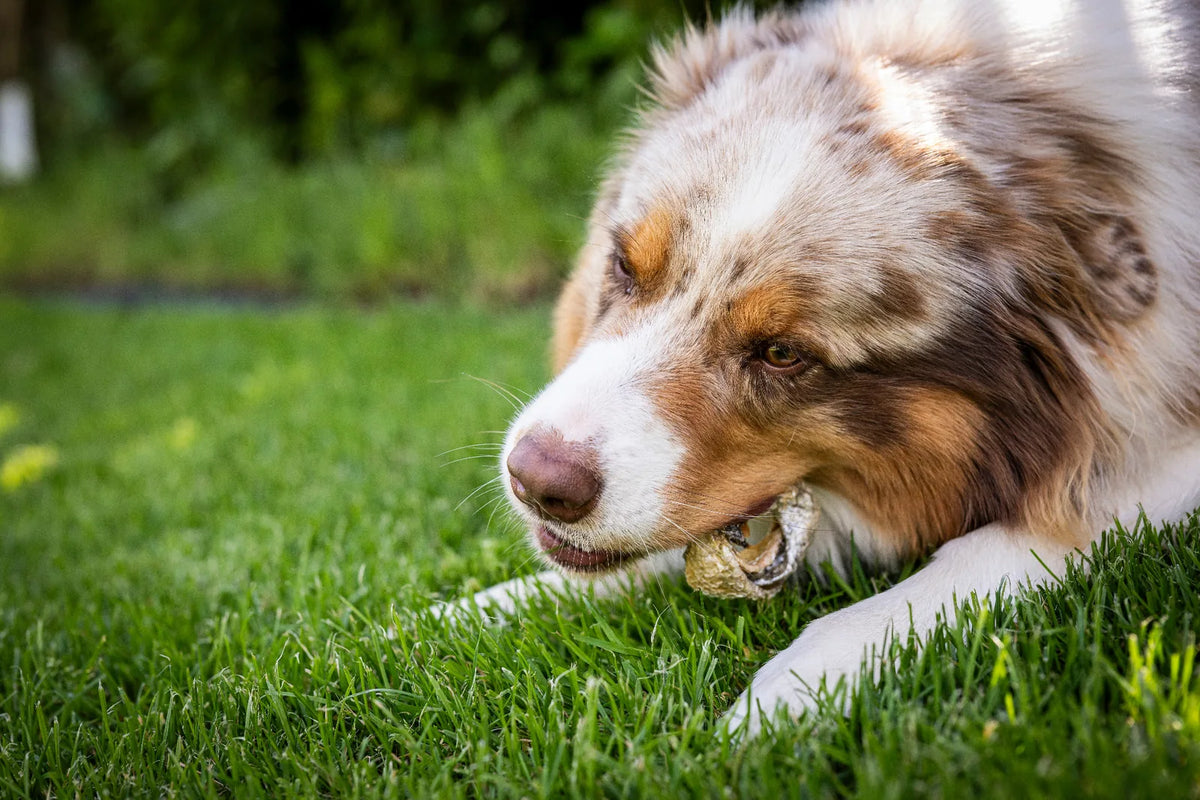 Hund liegt auf der Wiese und frisst gemütlich seinen Lachshaut-Donut.