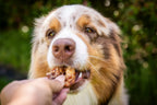 Hund nimmt den Mini-Donut Ente aus der Hand.
