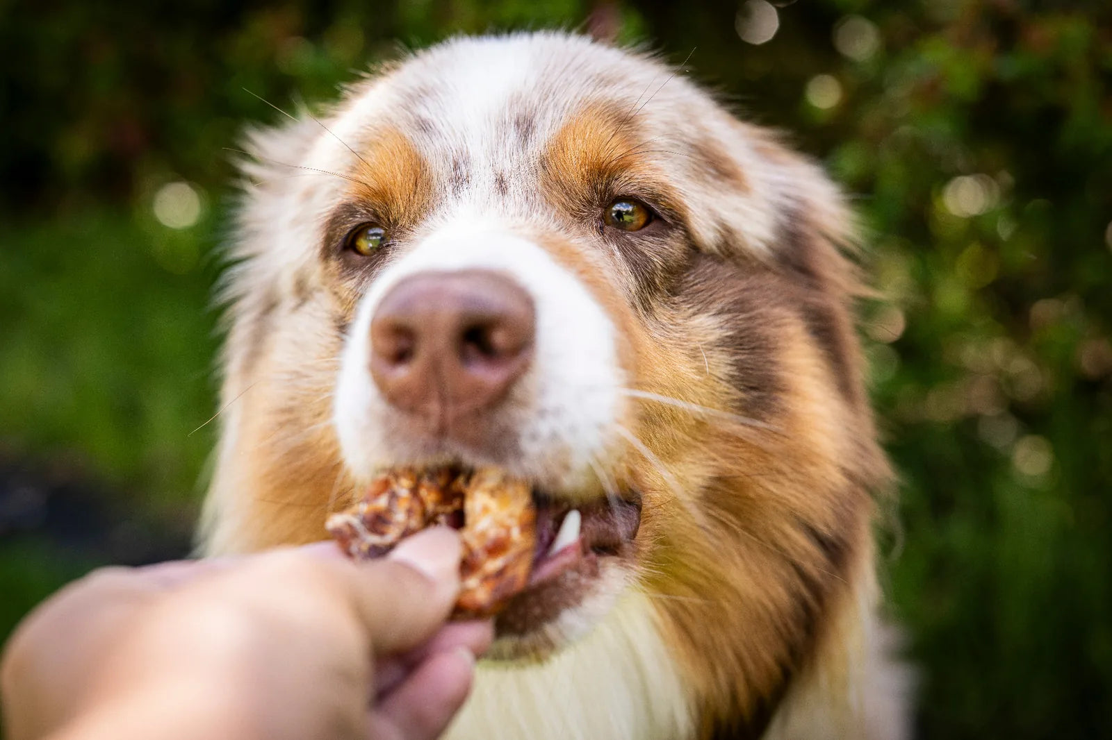 Hund nimmt den Mini-Donut Ente aus der Hand.