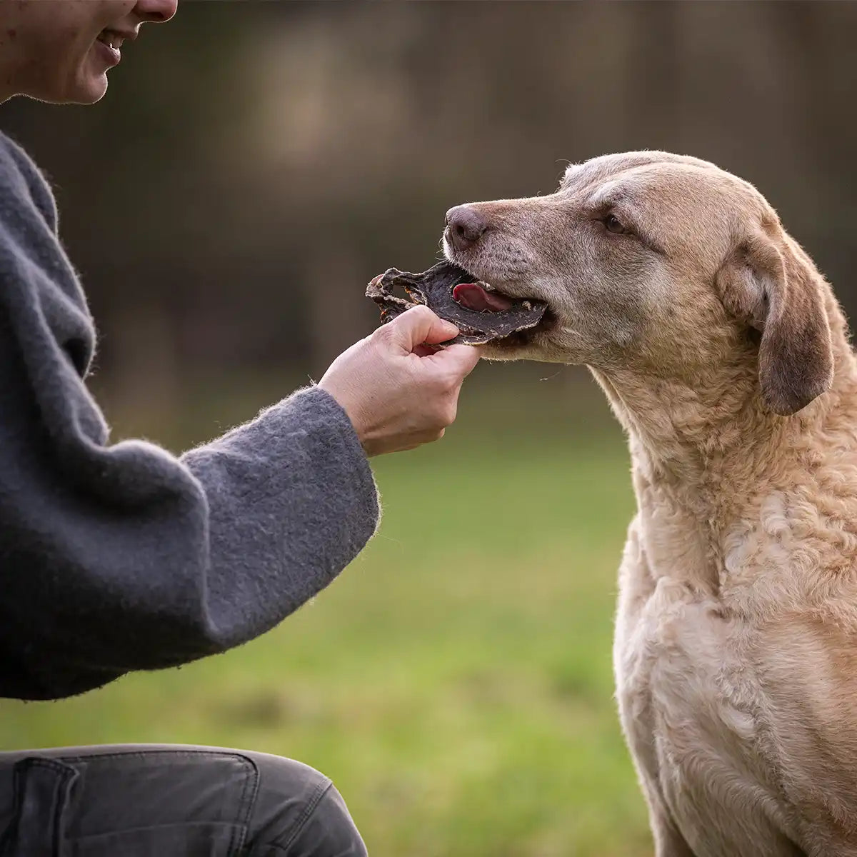 Frau füttert ihrem Hund ein getrocknetes Pferdeherz von Royal Diamonds und der Hund genießt es.