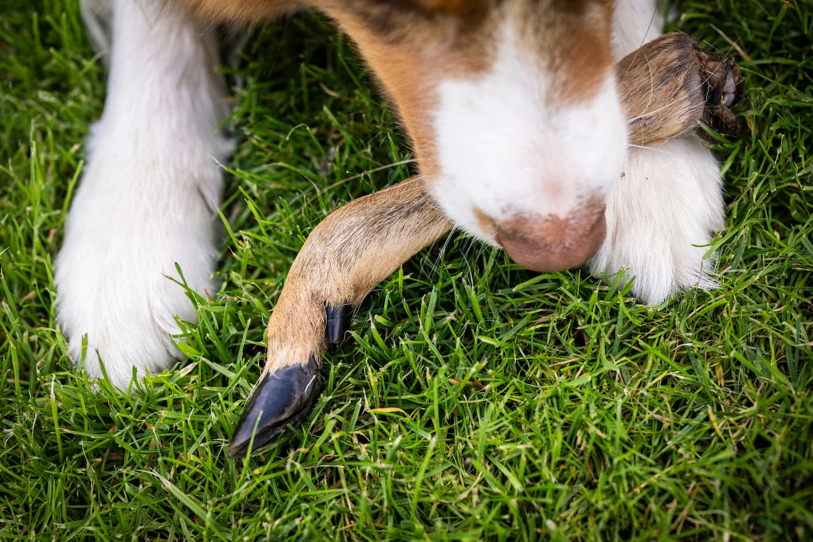 Rehunterbein mit Fell liegt im Gras und der Hund hält es zwischen seinen Pfoten fest und hält es dabei im Maul.