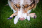 Hund hält das Rehunterbein mit Fell im Fang und es wurde von oben fotografiert.