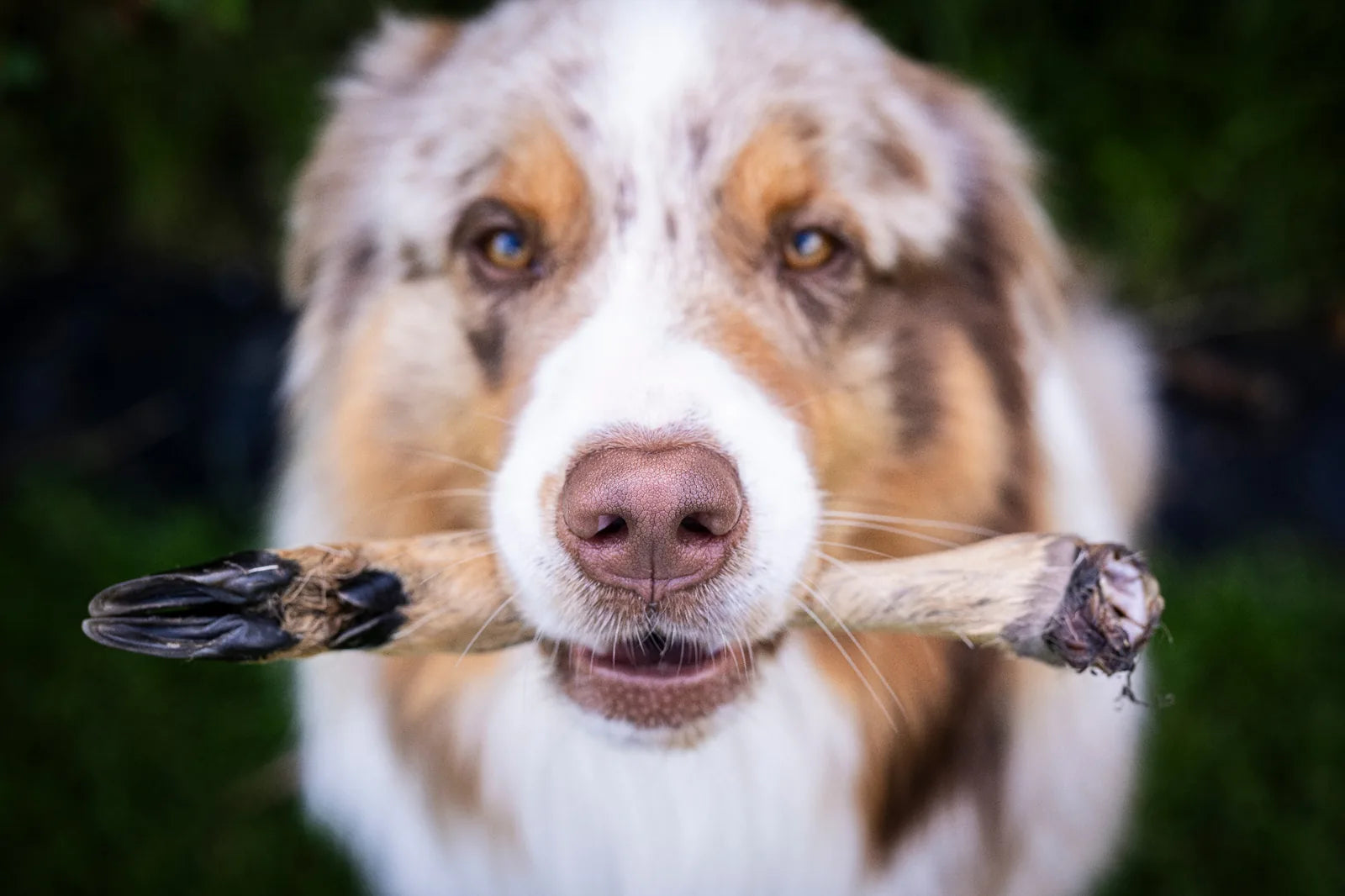Hund hält in seinem Fang ein Rehunterbein mit Fell und schaut dabei in die Kamera
