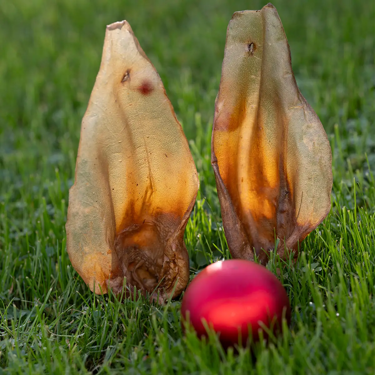 Royal Diamonds Rinderohren mit Muschel 50 Stück