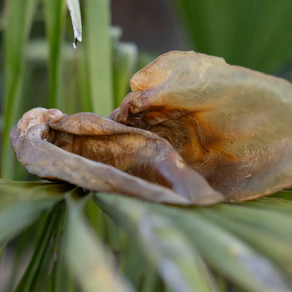 Royal Diamonds Rinderohren mit Muschel 50 Stück