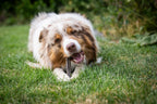 Auf dem Bild liegt ein Hund im Gras und frisst genüsslich die Kaninchenwurst von Royal Diamonds. Bei dem Hund handelt es sich um einen 