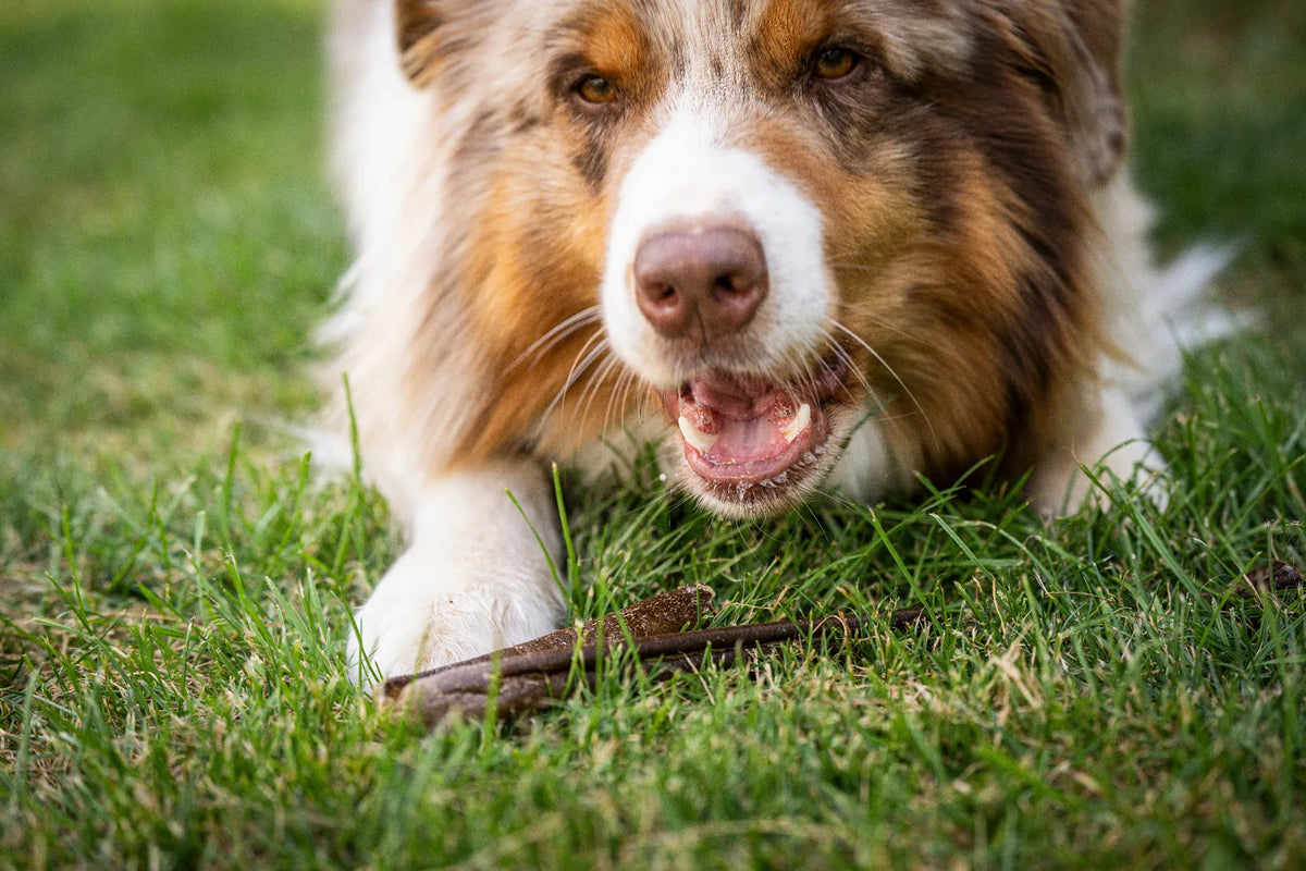 Auf dem Bild sieht man einem Hund im Gras liegen, wie er in Nahaufnahme genüsslich die Kauwurst in der Sorte Lamm kaut. 