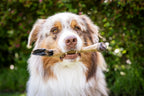 Hund hält das ehbein mit Fell im Fang und schaut dabei in die Kamera