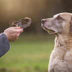 Frau füttert ihrem Hund ein getrocknetes Pferdeherz von Royal Diamonds und der Hund genießt es.