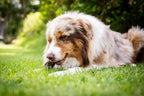 Hund liegt auf dem Rasen und frisst sein verträgliche, aromatische Belohung 