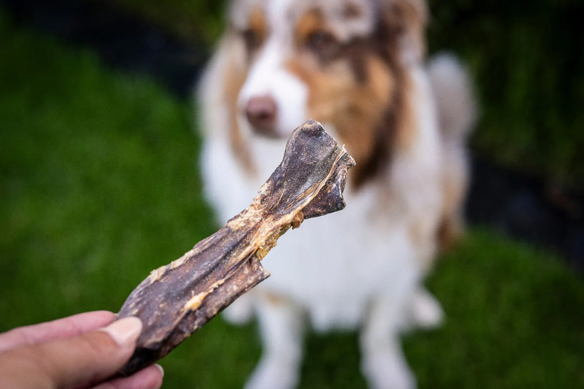 Man sieht ein großes tück Ziegenlunge in der Hand und im Hintergrund unscharf einen mittelgroßen Hund der auf seine Belohnung wartet.