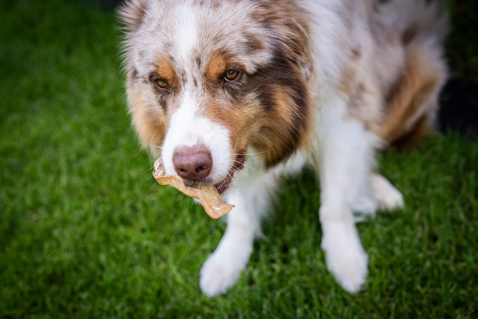 Hund hält das Ziegenohr fest im Maul und schaut nach oben in die Kamera und wartet geduldig auf die Freigabe es verputzen zu dürfen.