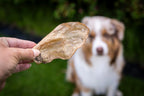 Auf dem Bild wird ein Ziegenohr ohne Fell gehalten und im Hintergrund sitzt unscharf der Hund, der auf seine Belohung wartet. 