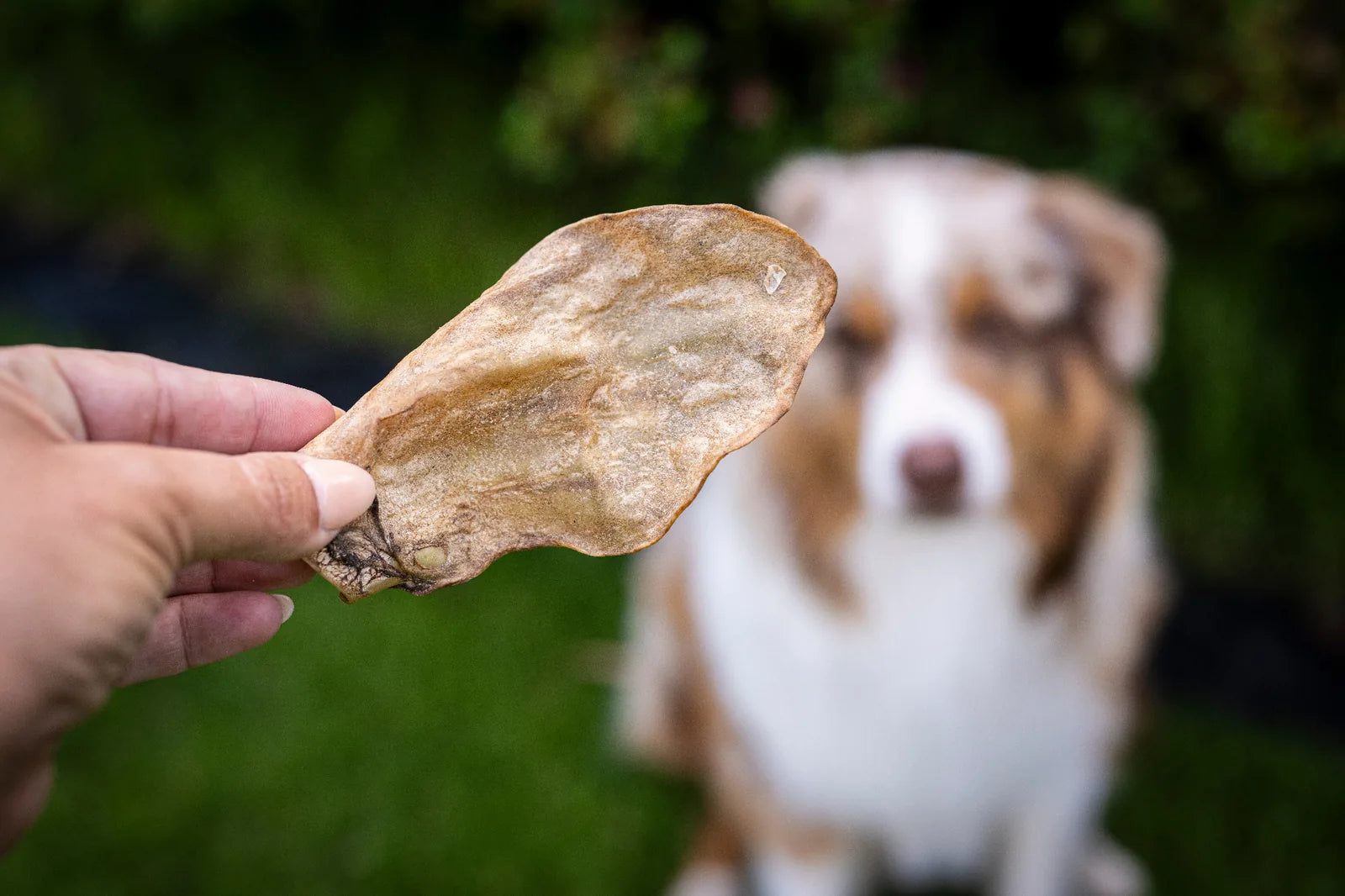 Auf dem Bild wird ein Ziegenohr ohne Fell gehalten und im Hintergrund sitzt unscharf der Hund, der auf seine Belohung wartet. 