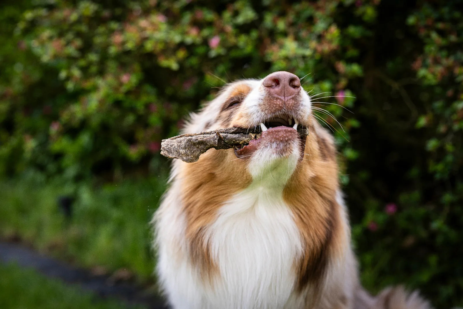 Hund frisst ein tück Ziegenpansen von der Firma Royal Diamonds 