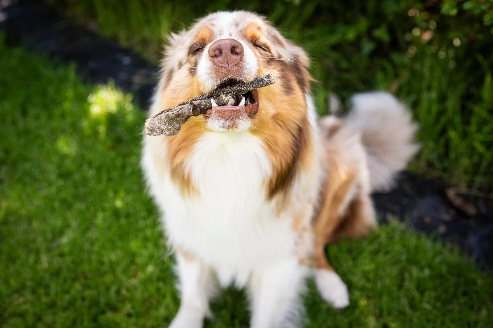 Hund frisst auf dem Rasen im sitzen ein Stück vom bekömmlichen Ziegenpansen. 