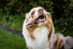 Hund frisst und beißt genüsslich auf sein exotische Snack drauf. 