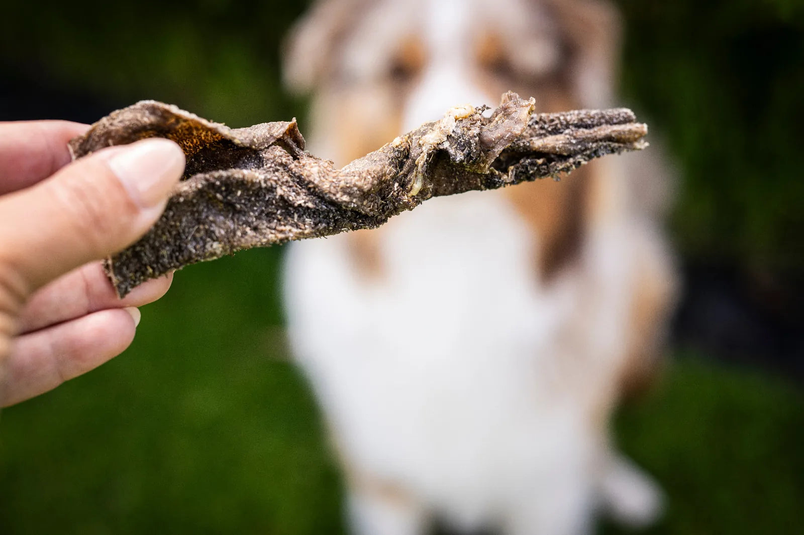 Ein Stück Ziegenpansen wird in der Hand gehalten und im Hintergrund sitzt der Hund und wartet auf seine Belohnung.