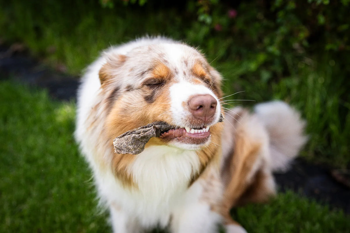 Der Hund frisst das Stck Ziegenpansen und hat dabei vor Genuss beide Augen geschlossen. 