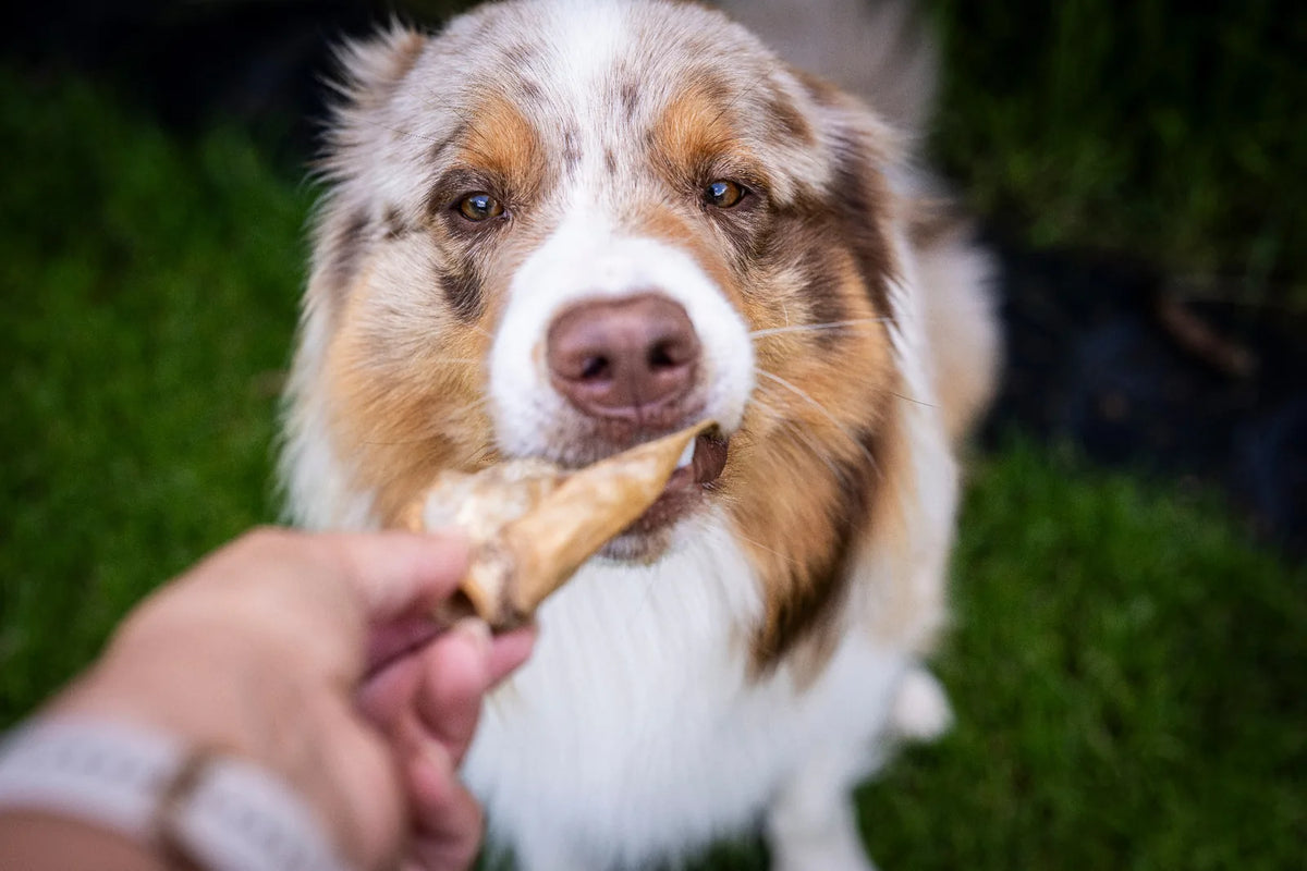 Hund zieht das Ziegenohr in der Hand zu sich rüber, damit er es fressen kann. 