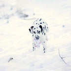 LABONI -  Shawn der Schneemann