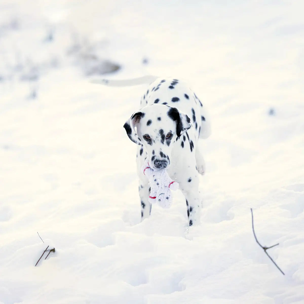 LABONI -  Shawn der Schneemann