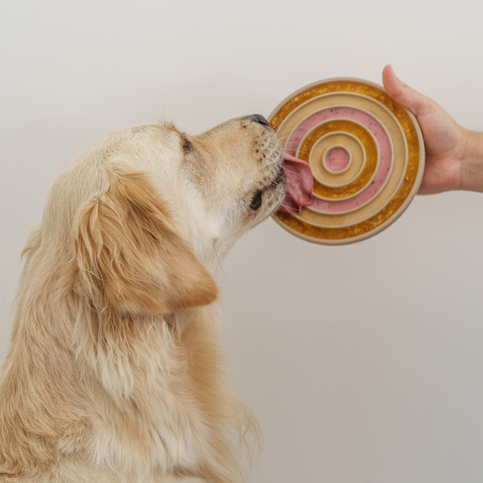 3-In-1-Bento Hundenapf, Schlecknapf