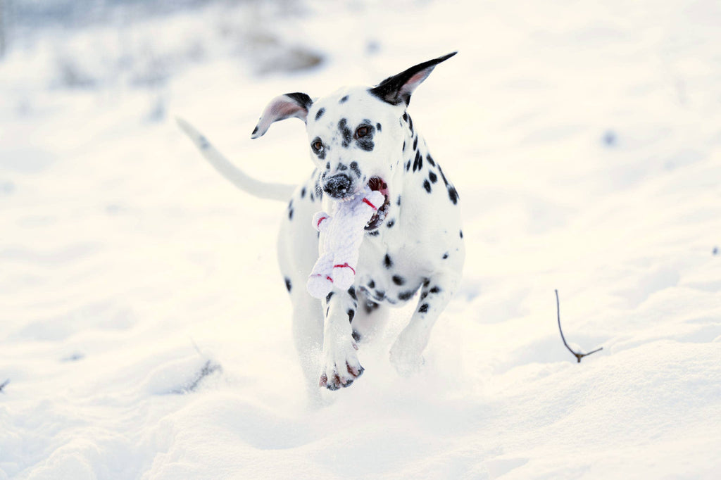 LABONI -  Shawn der Schneemann