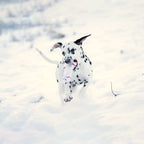 LABONI -  Shawn der Schneemann