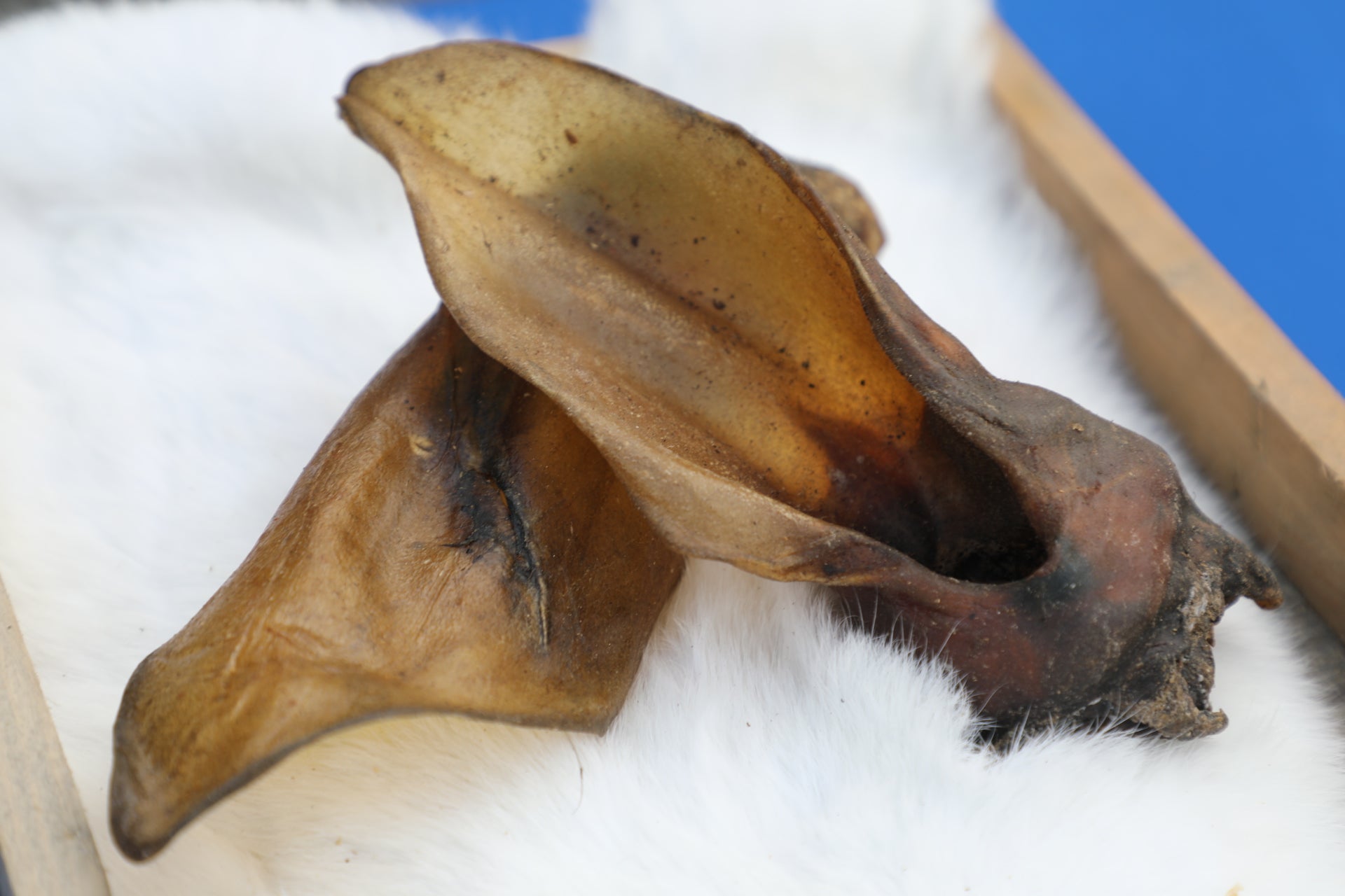 Royal Diamonds Rinderohren mit Muschel 50 Stück