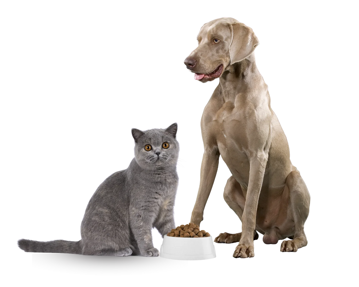 Weil dein Tier Familie ist.