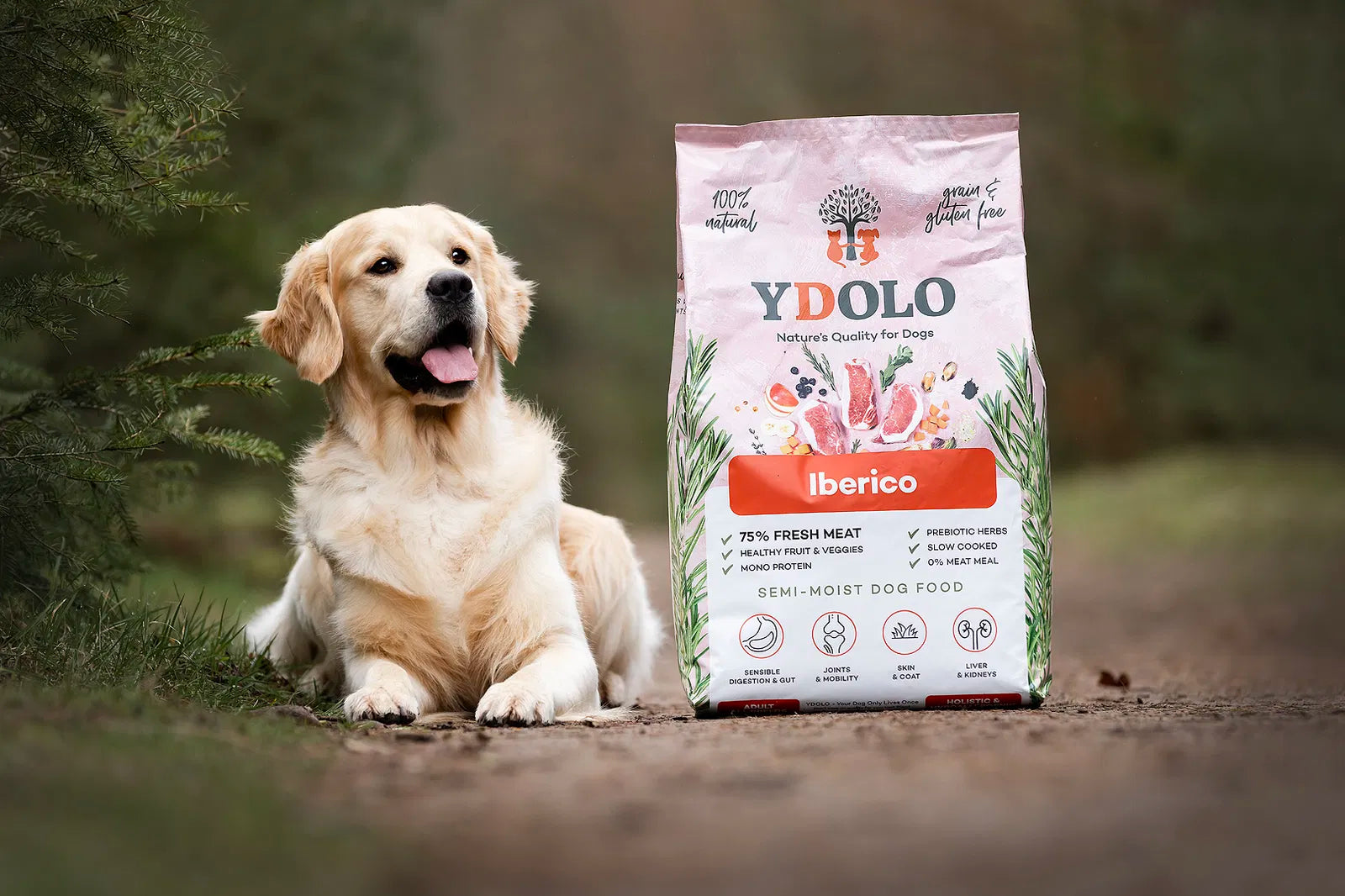 YDOLO Iberico Semi-Moist Hundefutter in roten Verpackung mit einem liegenden Golden-Retriver daneben. Halbfeuchtes, getreide- und glutenfreies Hundefutter mit 75 % Frischfleisch, Monoprotein und präbiotischen Kräutern – geeignet für Hunde jeder Rasse.